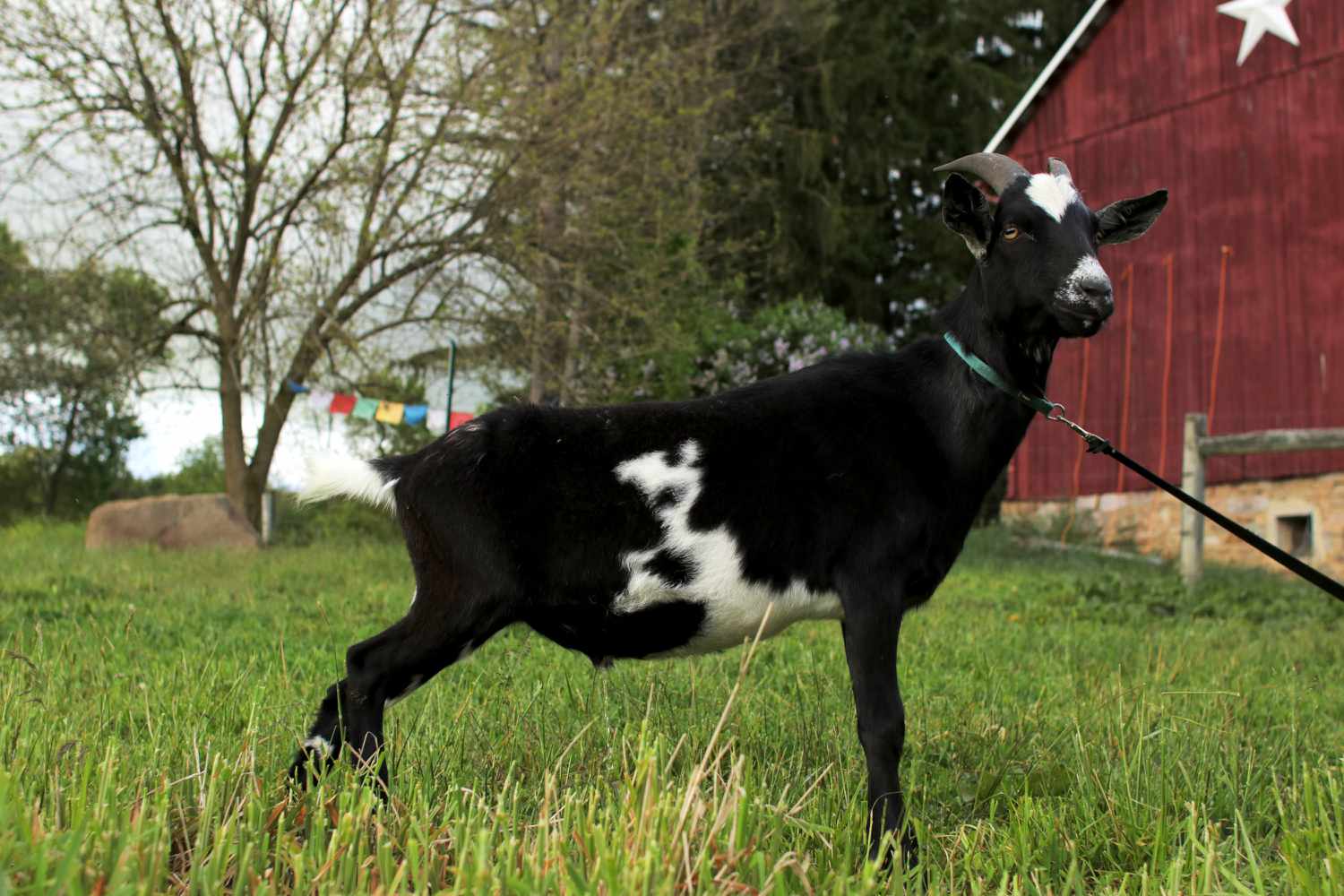 How one can Improve Goats on Your Small Farm