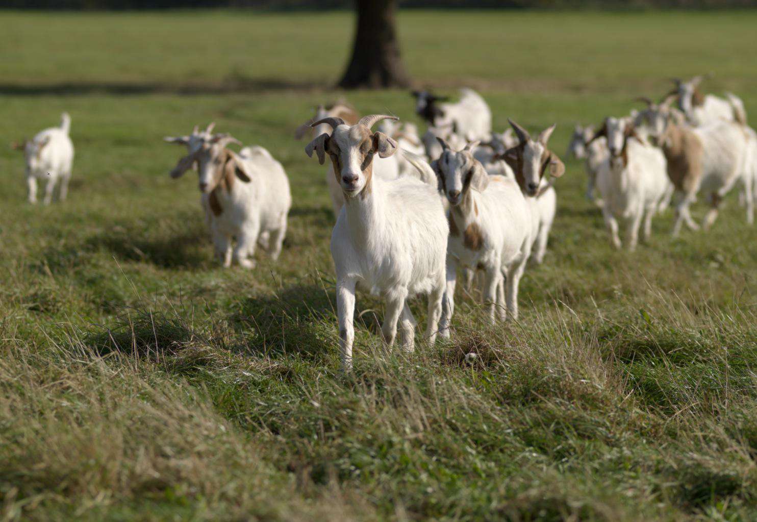 The suitable approach to Dwelling and Fence Goats