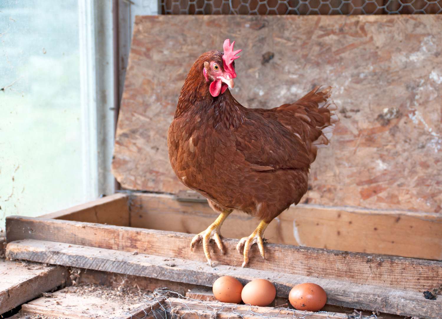 5 Inquiries to Ask Sooner than You Ship Chickens Residence