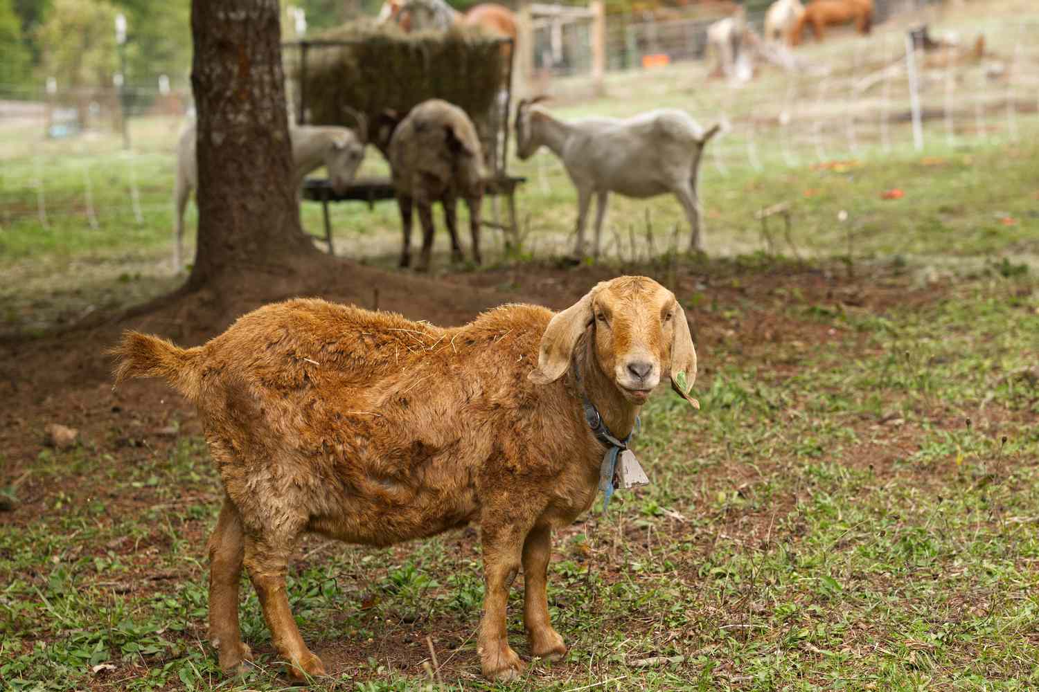 Simple strategies to Feed and Generally tend Goats on Small Farms