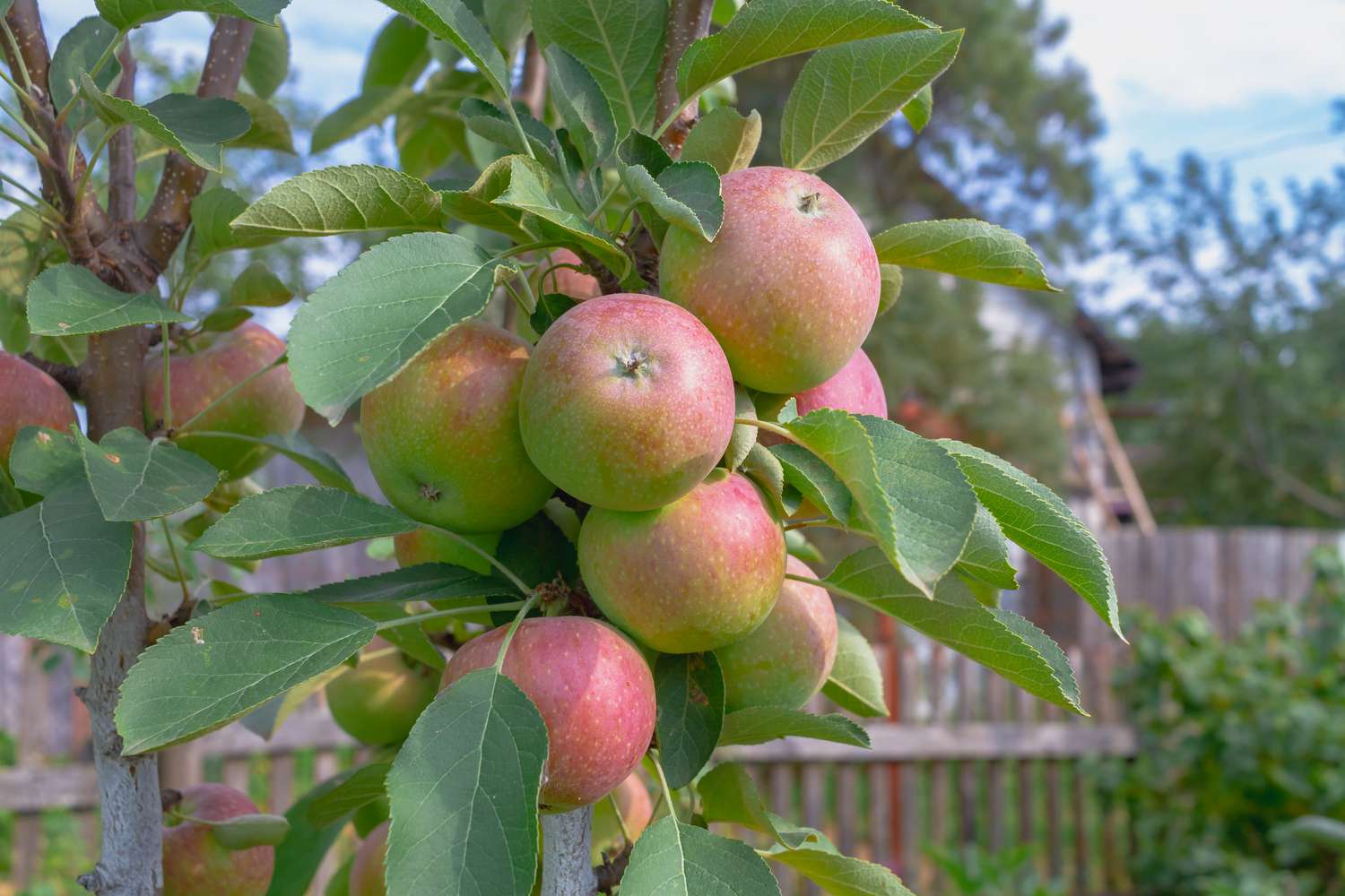 Attempt These Explicit Timber for Fruit in Small Areas