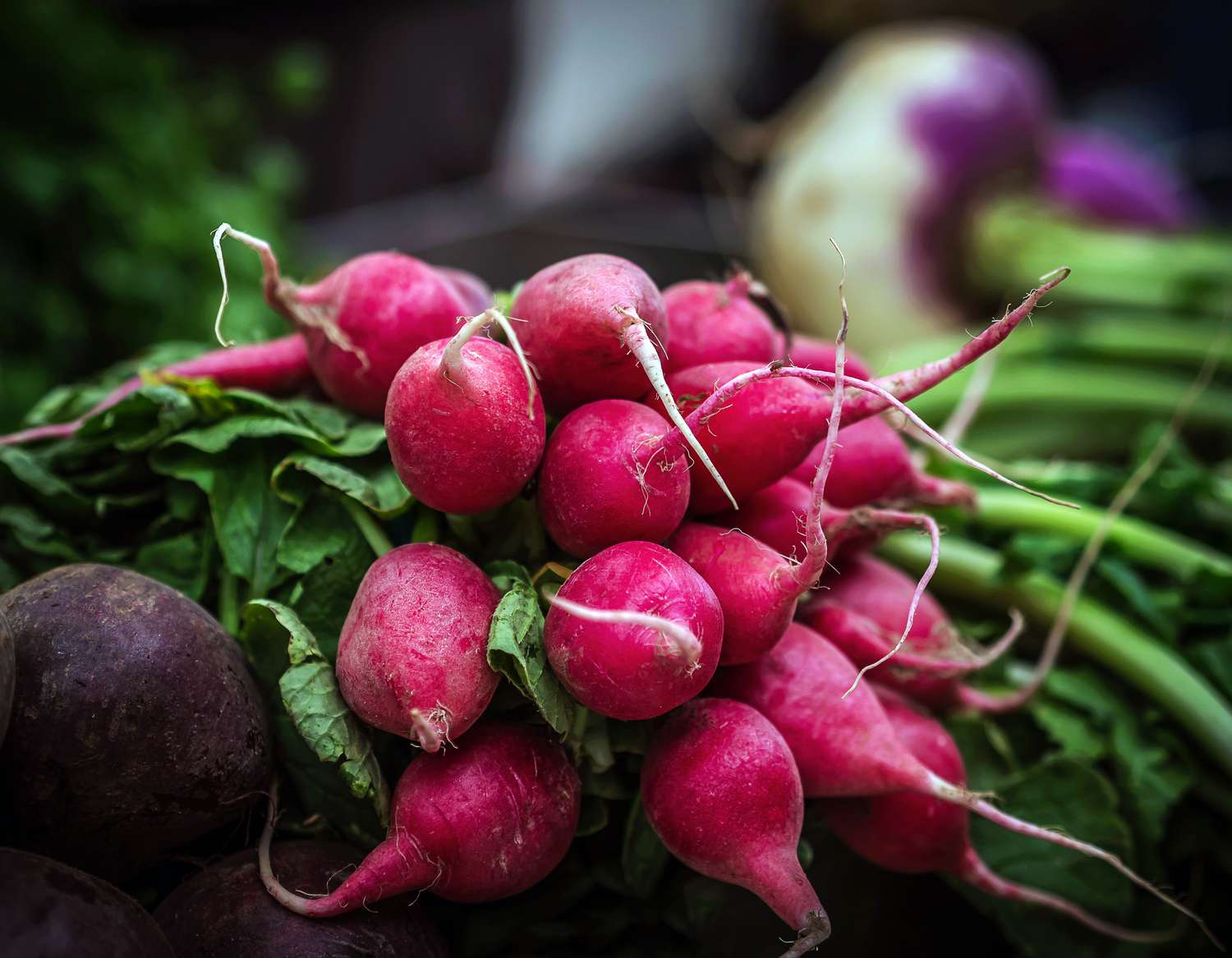 What I Sow in My Vegetable Yard in August