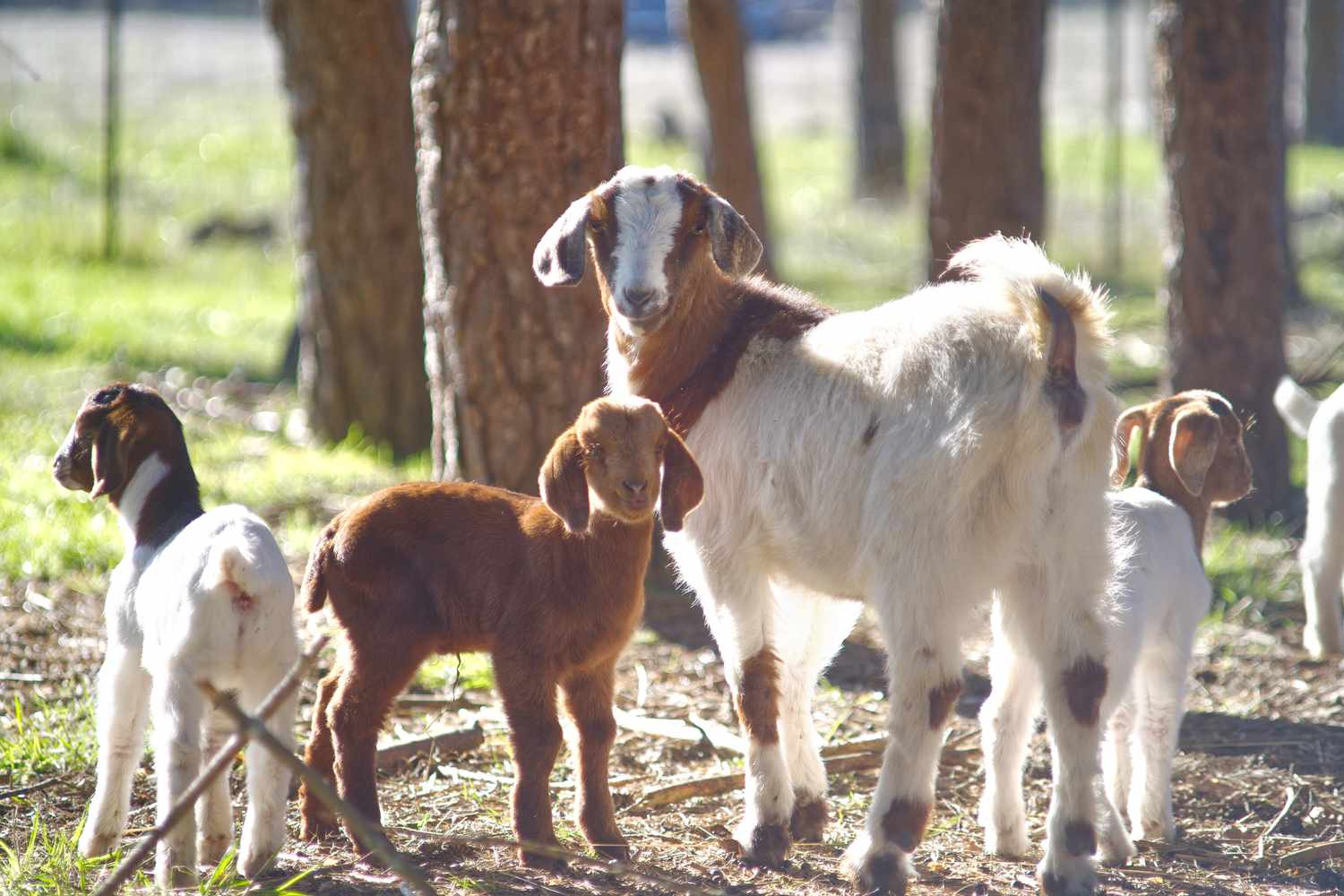 Learn how to Improve and Maintain Youngster Goats