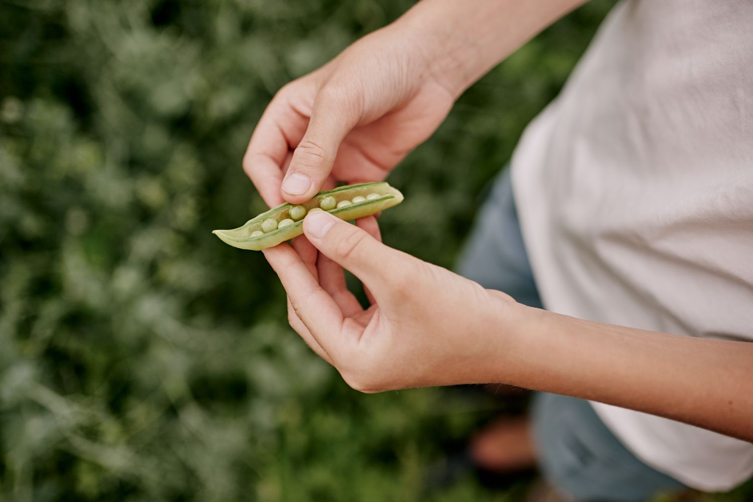 Do You Have Seed Security in Your Yard?