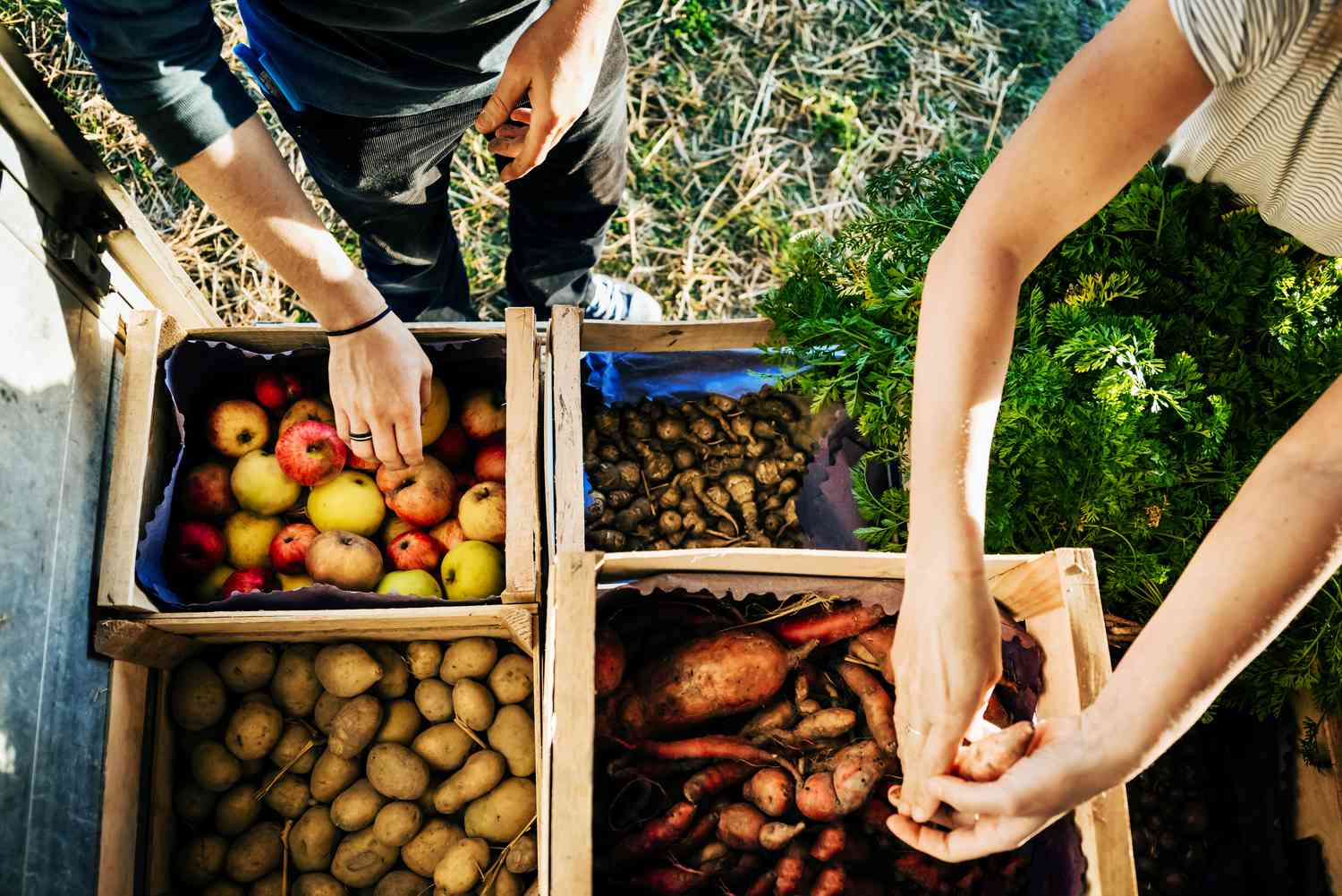 Points for Regenerative Farming on a Small Scale